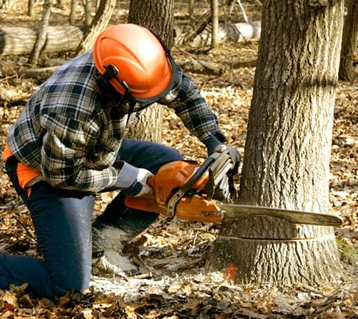Tree Removal in New Germany, MN